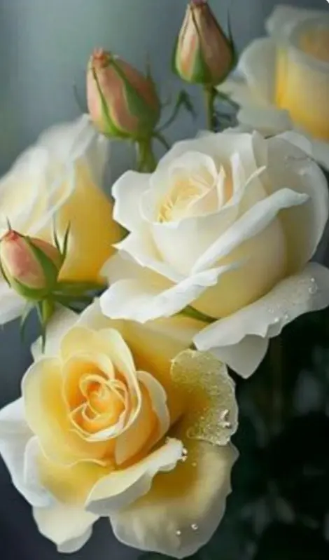 Condolence image of ⭐️Dobranoc nasz najdroższy Jackusiu♥️