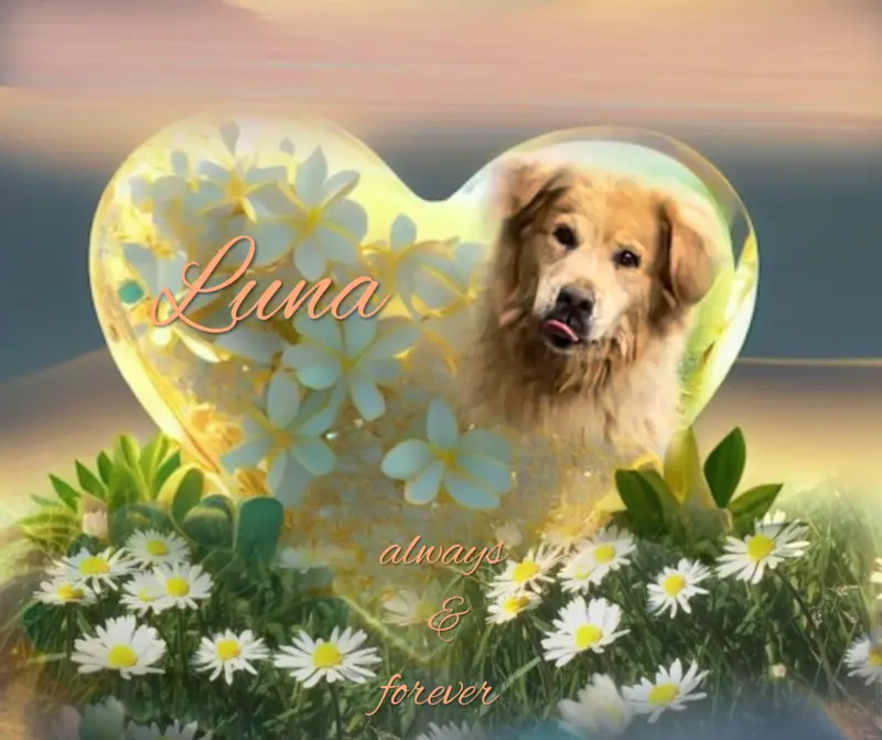 Condolence image of Angelika mit Luna ❤️