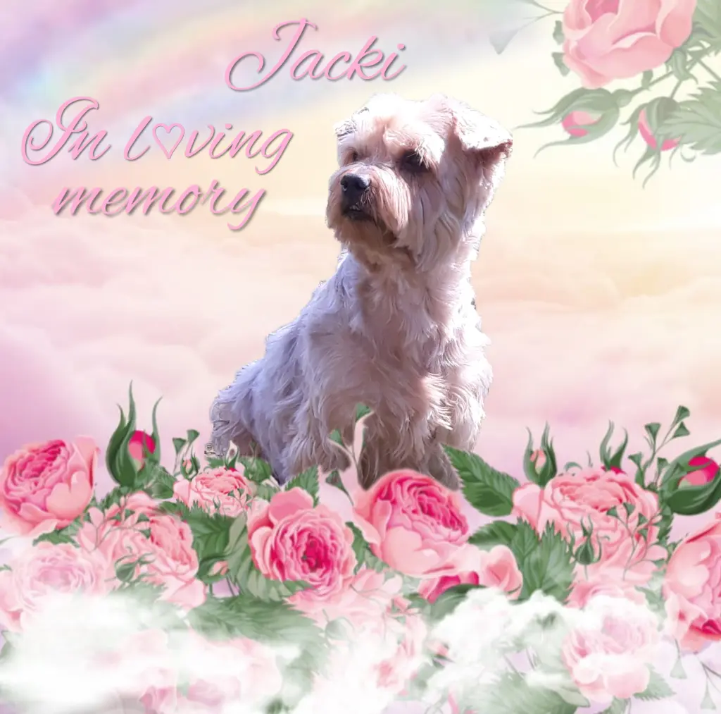 Condolence image of Sonntag...100 Wochen ohne Dich♥️...unser allerliebster Jacki♥️...