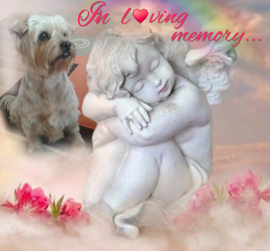 Condolence image of ⭐️Dobranoc nasz najdroższy Jackusiu♥️