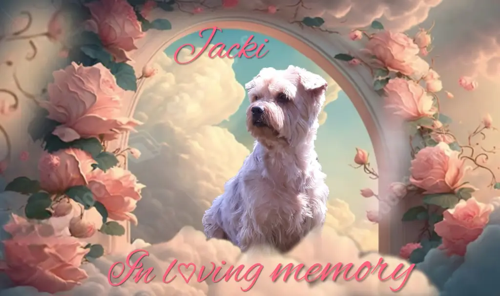 Condolence image of 23 Monate ohne Dich♥️ unser allerliebster Jacki♥️ 