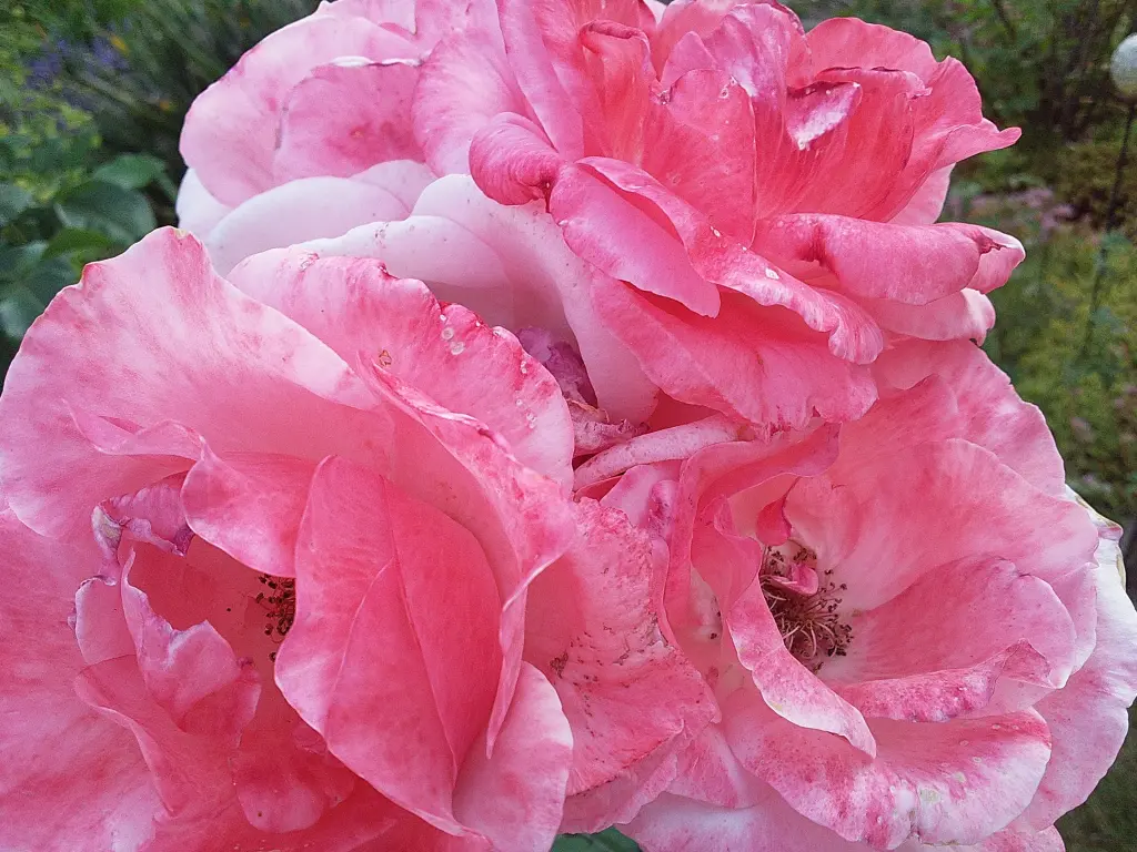 Condolence image of Manuela mit Seelenhund Flick