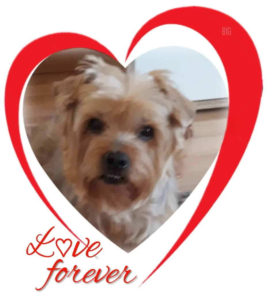 Condolence image of ⭐️Dobranoc nasz najdroższy Jackusiu♥️ 