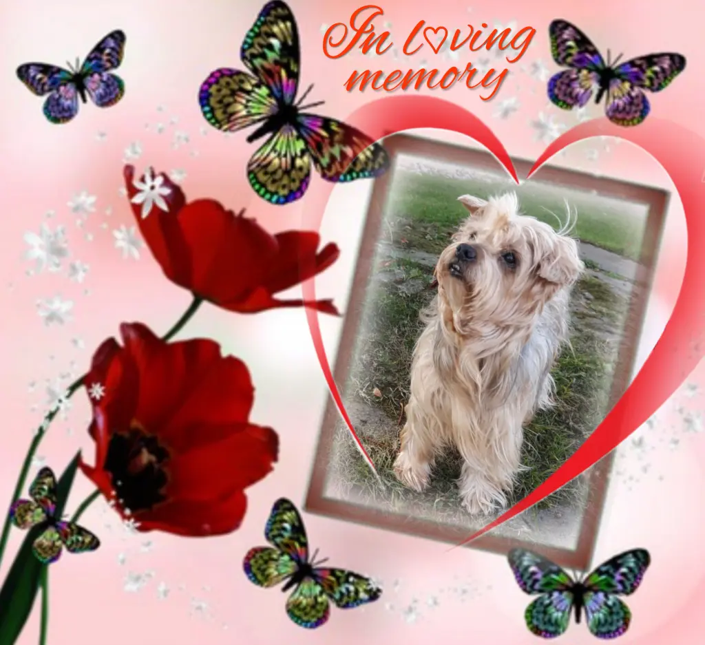 Condolence image of Sonntag,101 Wochen ohne Dich♥️ unser allerliebster Jacki♥️... 