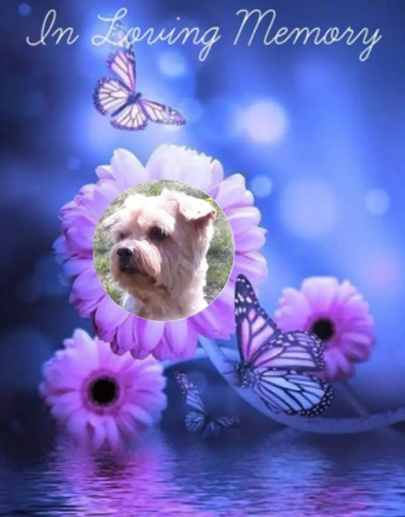 Condolence image of ⭐️Dobranoc nasz najdroższy Jackusiu♥️ 