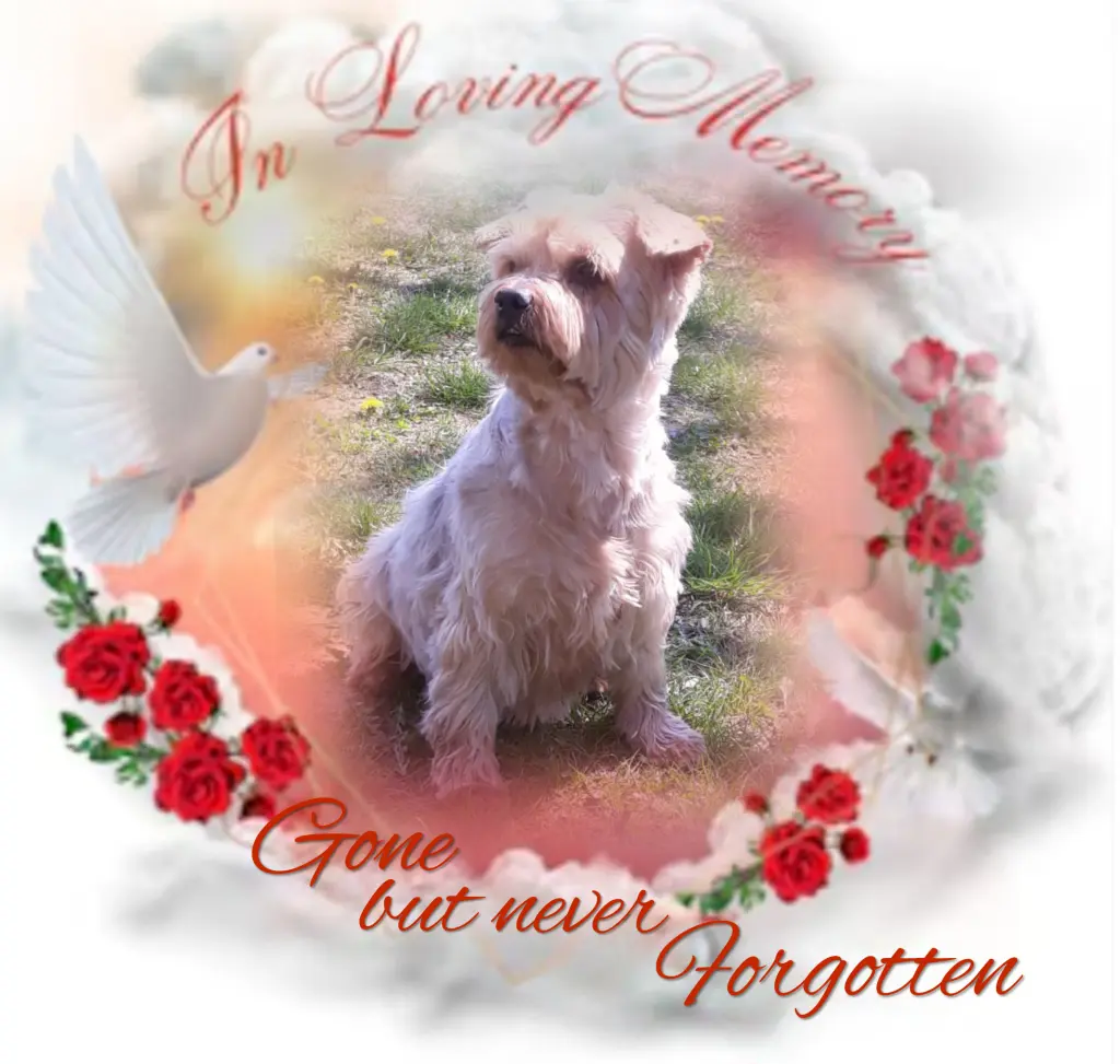 Condolence image of Sonntag...102 Wochen ohne Dich♥️ unser allerliebster Jacki♥️... 