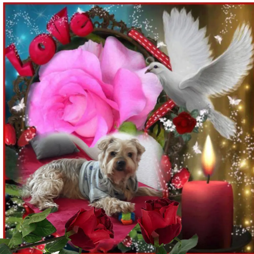 Condolence image of ⭐️Dobranoc nasz najdroższy Jackusiu♥️