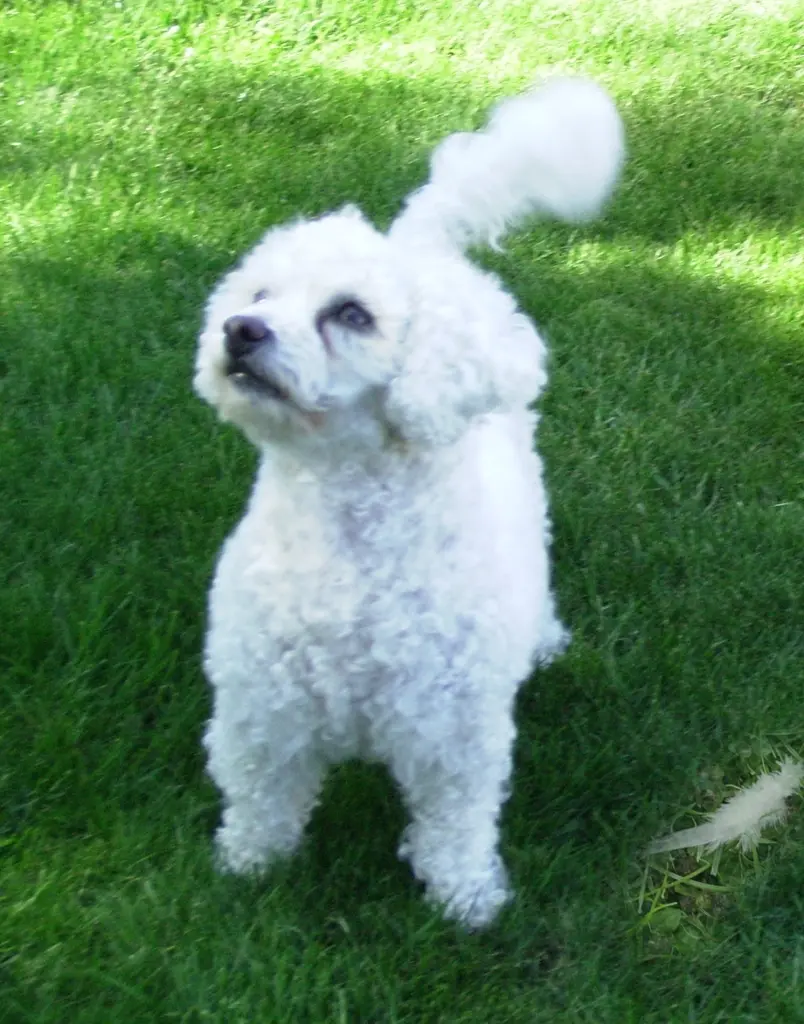 Condolence image of Snowy ❤️