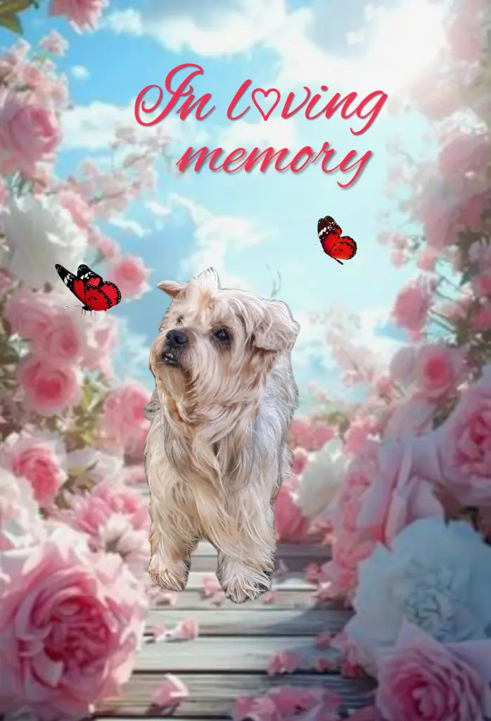 Condolence image of Sonntag,104 Wochen ohne Dich♥️ unser allerliebster Jacki♥️... 