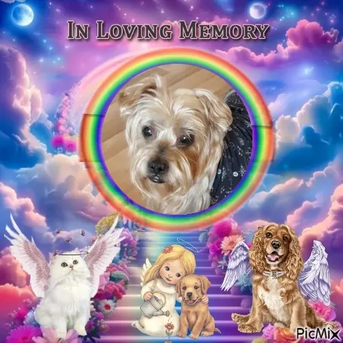 Condolence image of 2.Lata...Bez Ciebie❤️⭐️Ukochany❤️❤️❤️❤️❤️❤️❤️❤️❤️❤️Jackuniu❤️⭐️