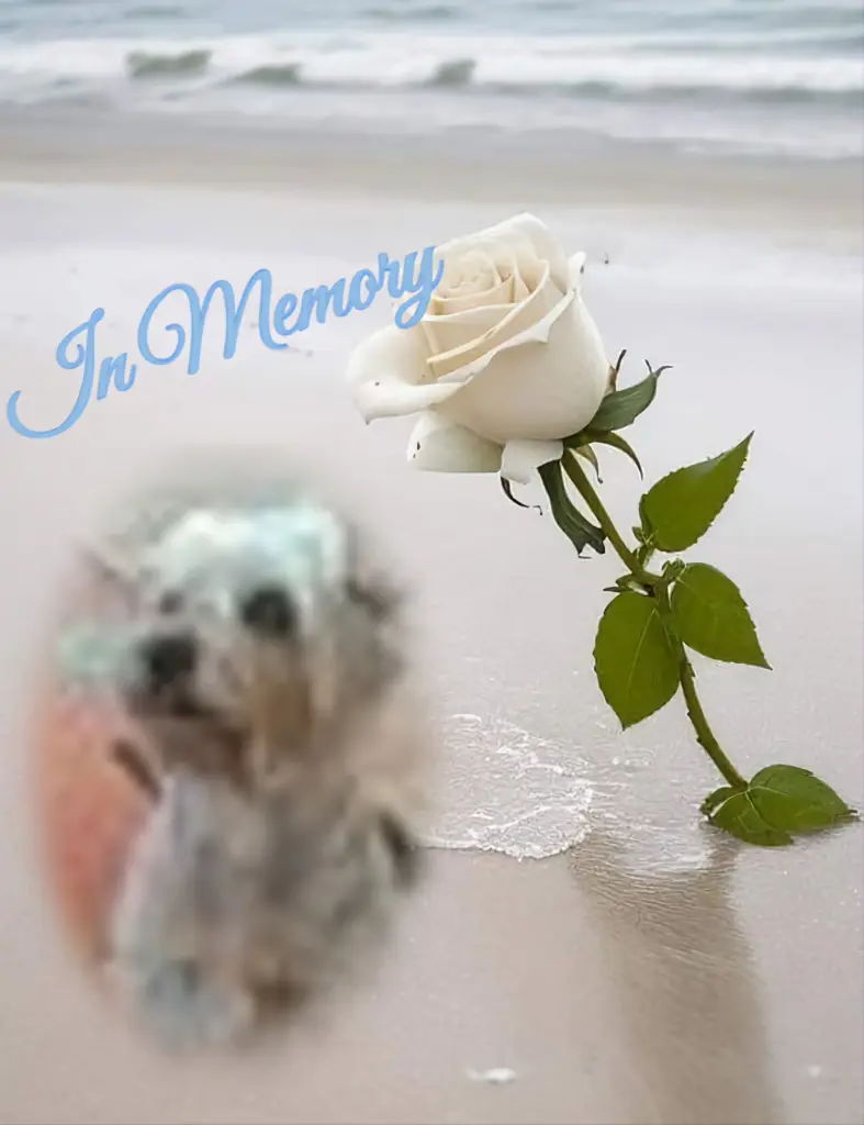 Condolence image of ❤️❤️❤️❤️❤️❤️❤️❤️❤️❤️❤️❤️❤️❤️