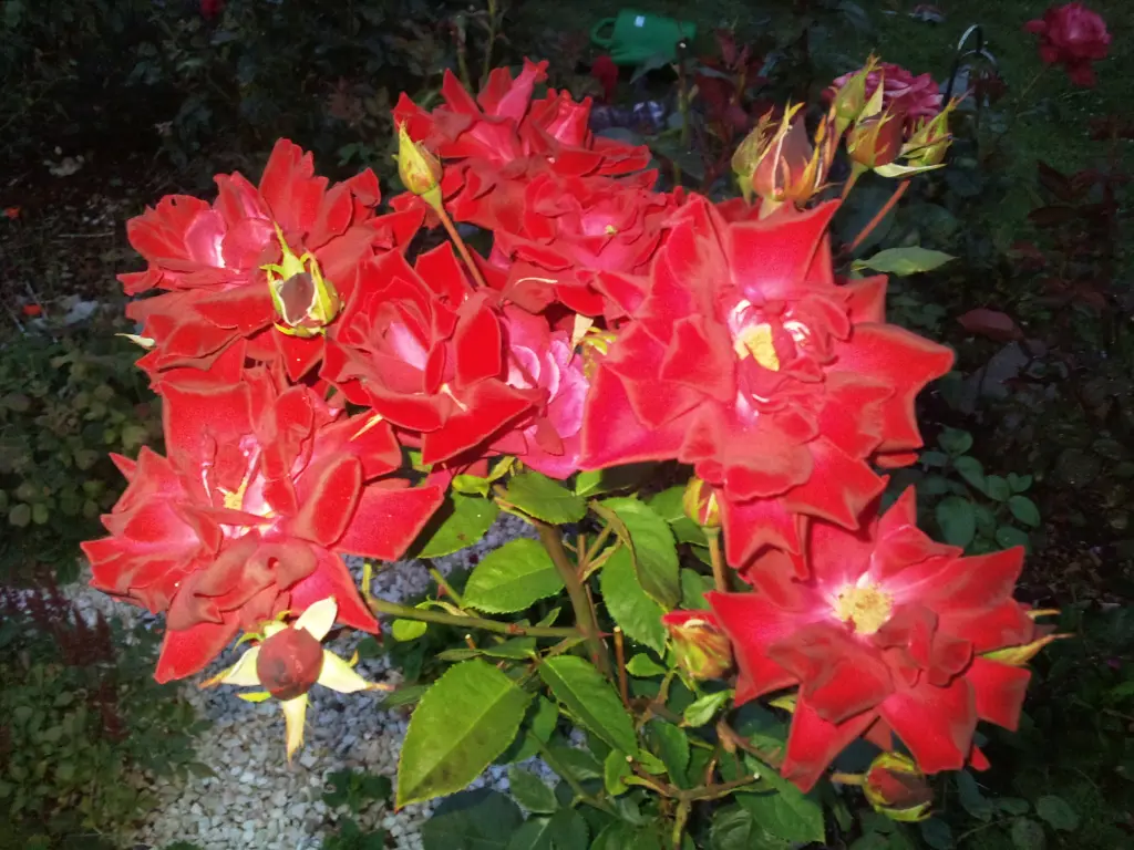 Condolence image of Manuela mit Seelenhund Flick