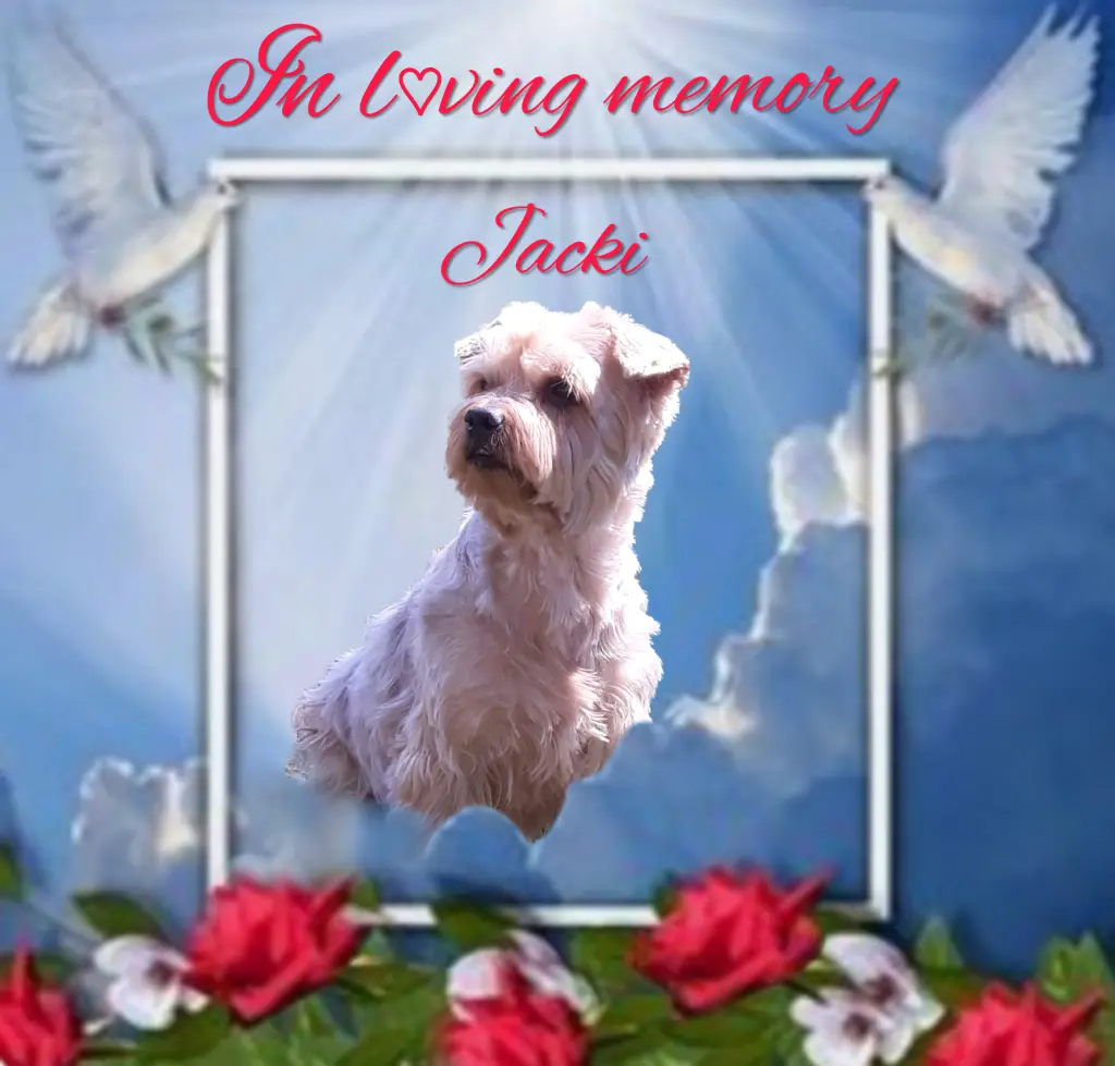 Condolence image of ⭐️Dobranoc nasz najdroższy Jackusiu♥️