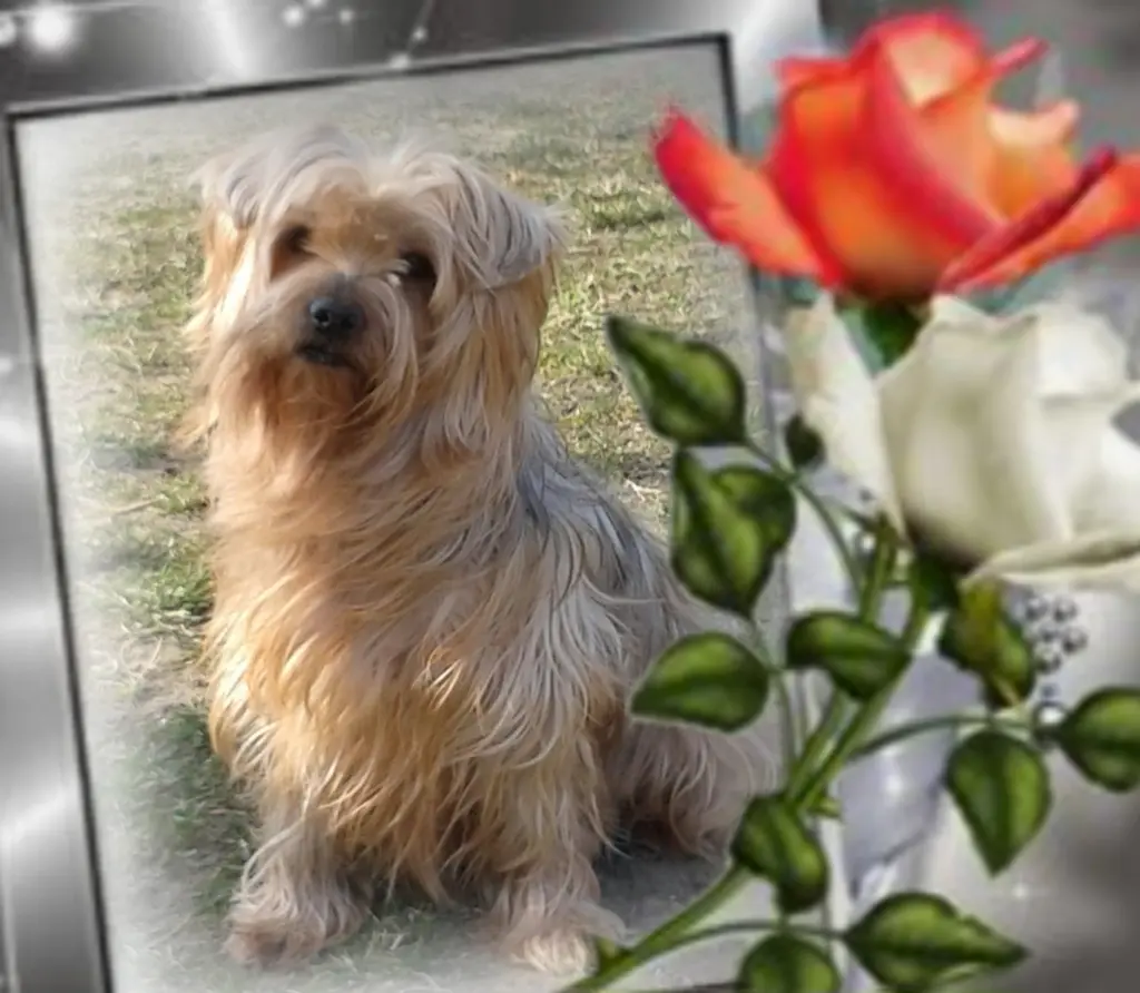 Condolence image of Sonntag,105 Wochen ohne Dich♥️ unser allerliebster Jacki♥️...