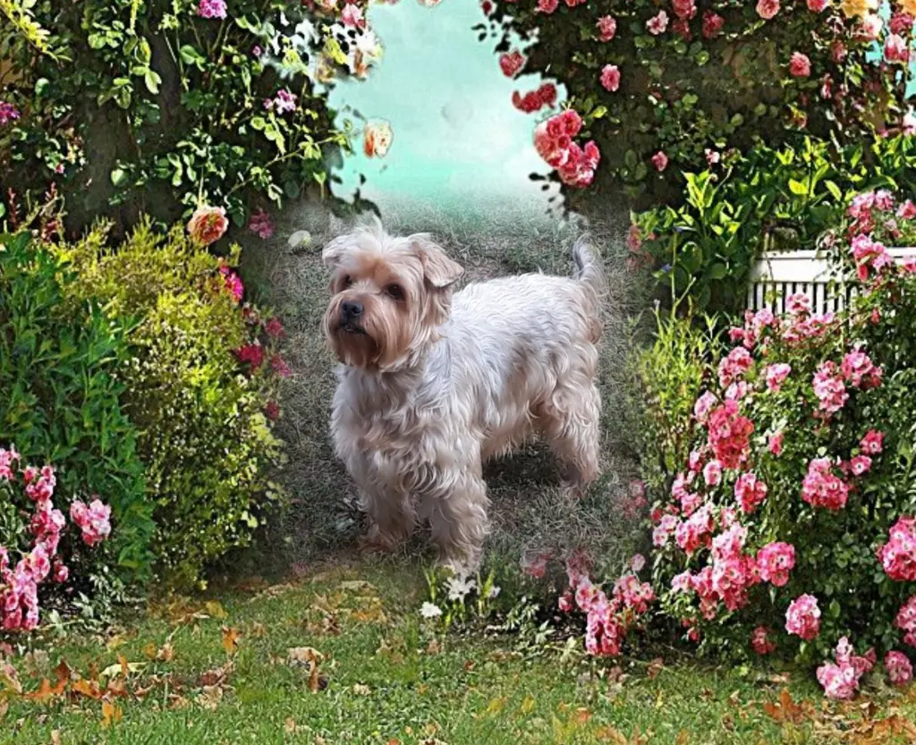 Condolence image of ♡Immer im Herzen ♡