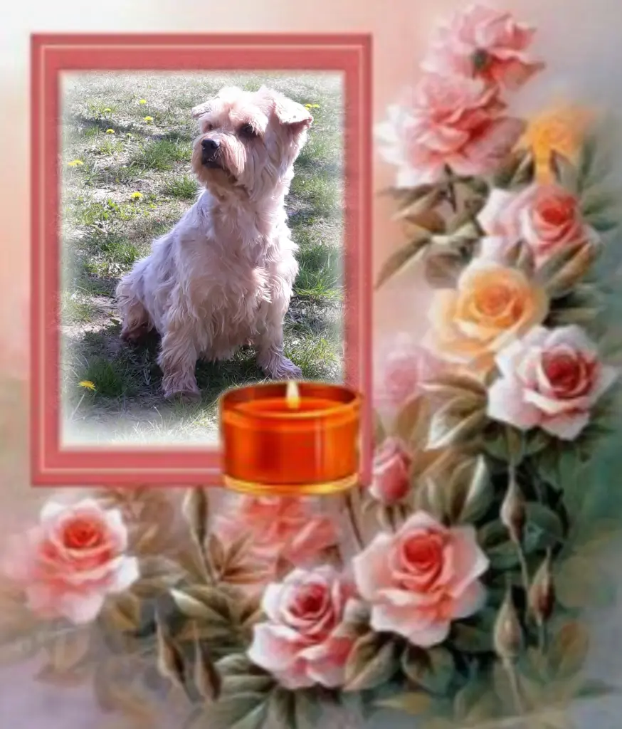 Condolence image of ⭐️Dobranoc nasz najdroższy Jackusiu♥️