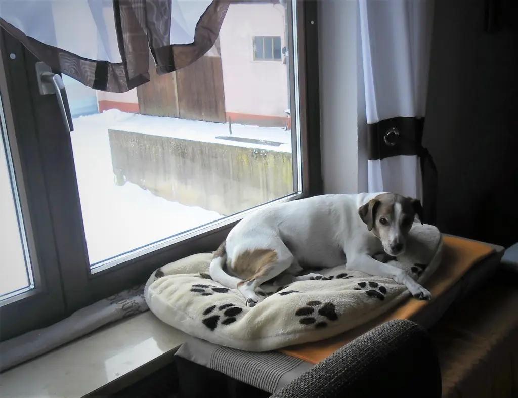 Condolence image of Paul mit Seelenhund " Spiky "