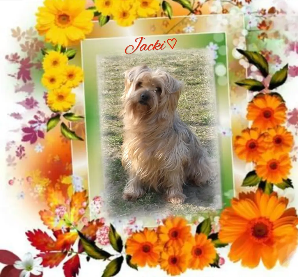 Condolence image of Sonntag,106 Wochen ohne Dich♥️ unser allerliebster Jacki♥️... 