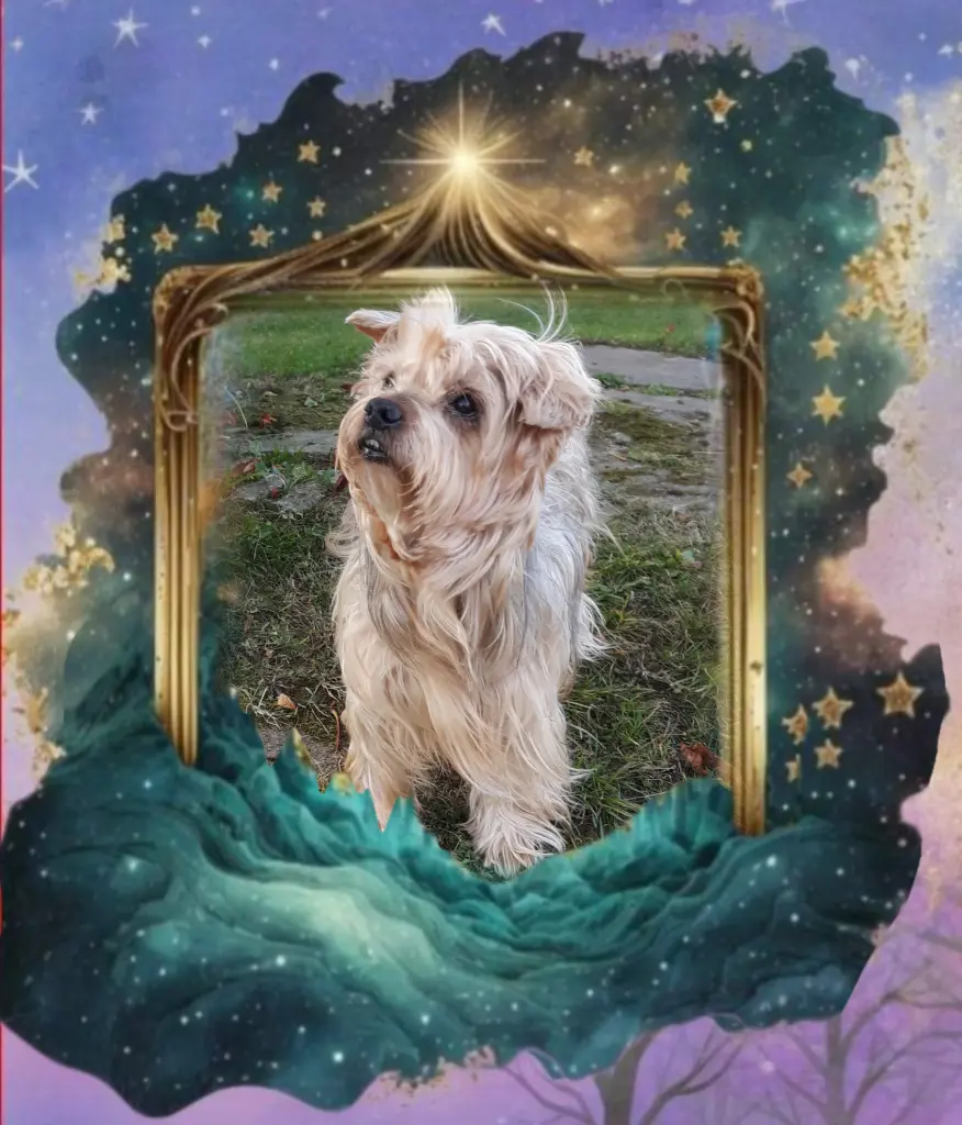 Condolence image of ⭐️Dobranoc nasz najdroższy Jackusiu♥️ 