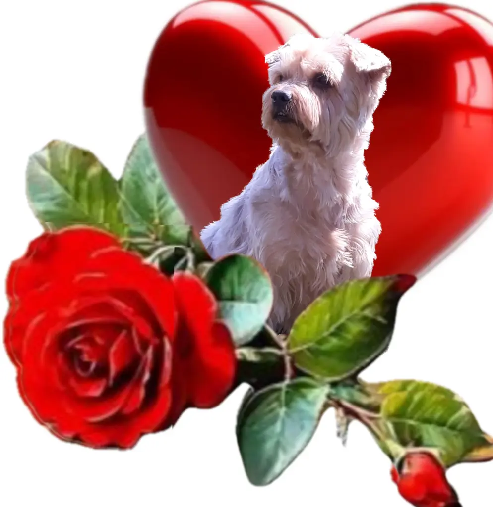 Condolence image of Sonntag,107 Wochen ohne Dich♥️ unser allerliebster Jacki♥️... 