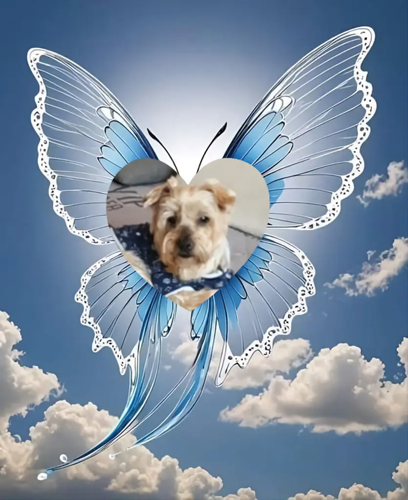 Condolence image of 107.....Tygodni....Bez Ciebie❤️⭐️Ukochany❤️❤️❤️❤️❤️❤️❤️❤️❤️❤️❤️❤️❤️Jackuniu❤️⭐️