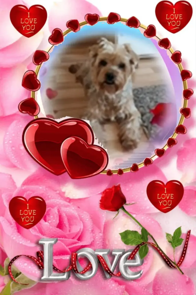 Condolence image of 108. Tygodni.....Bez Ciebie❤️⭐️Ukochany❤️❤️❤️Jackuniu❤️⭐️