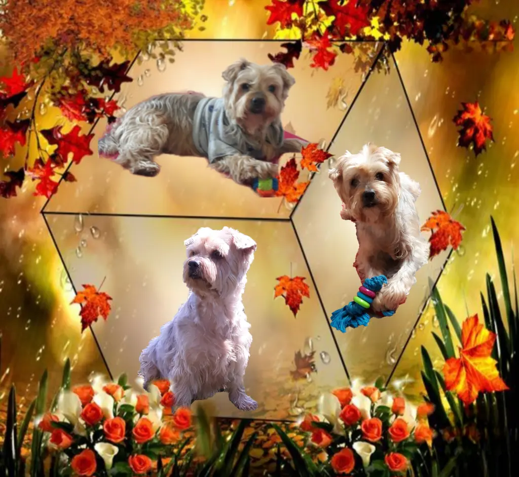 Condolence image of ⭐️Dobranoc nasz najdroższy Jackusiu♥️