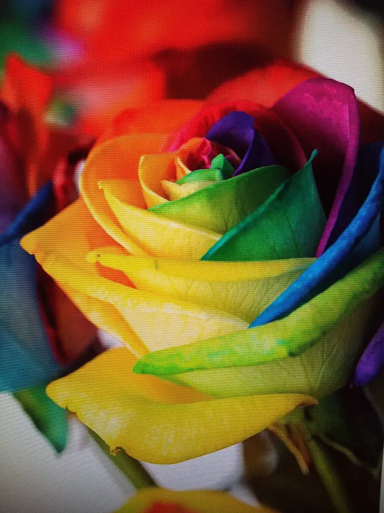 Condolence image of Manuela mit Seelenhund Flick