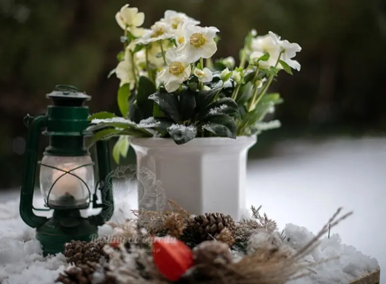 Condolence image of ⭐️Dobranoc nasz najdroższy Jackusiu♥️ 