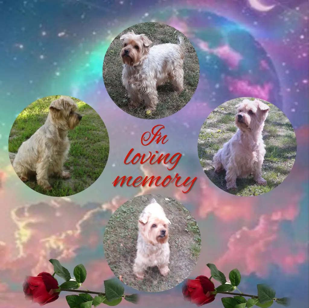 Condolence image of Sonntag,110 Wochen ohne Dich♥️ unser allerliebster Jacki♥️... 