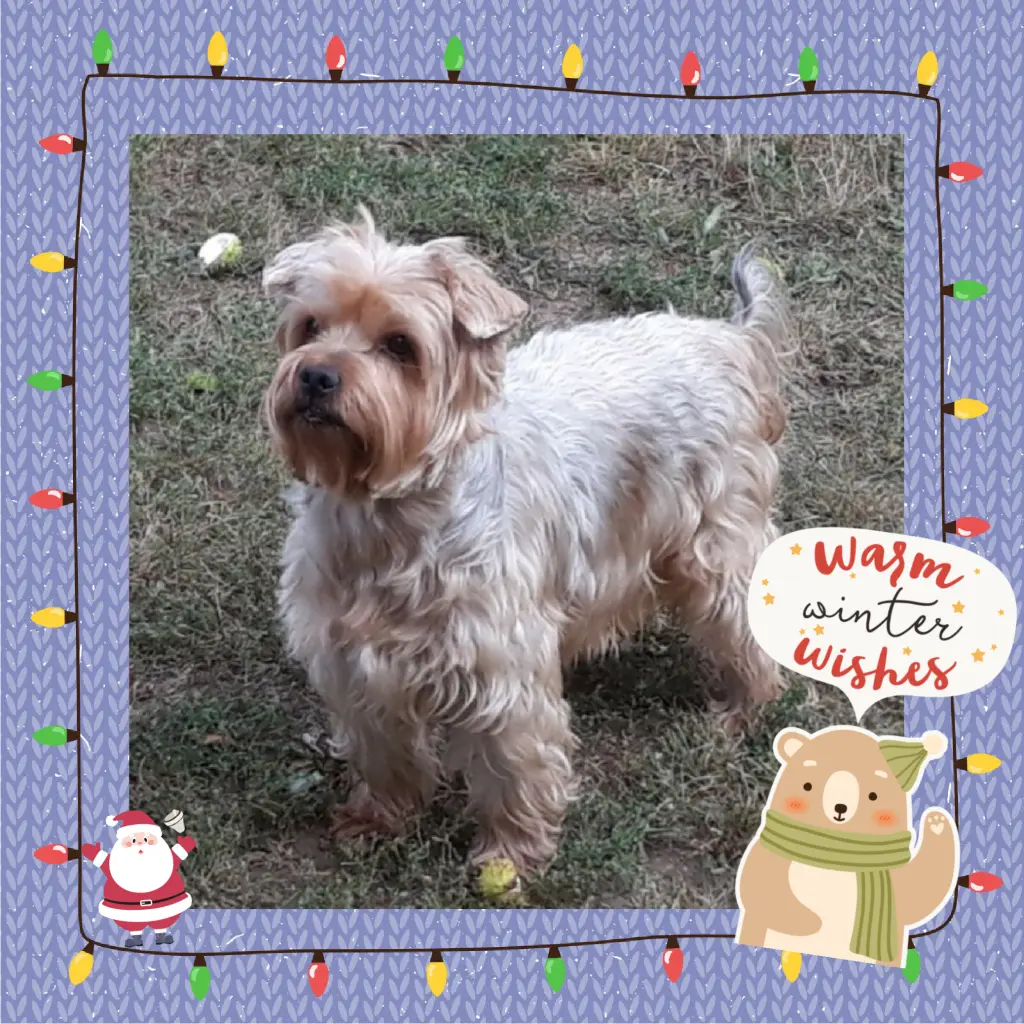 Condolence image of Martina mit Seelenhund Samy ♥️⭐♥️ für immer im Herzen 