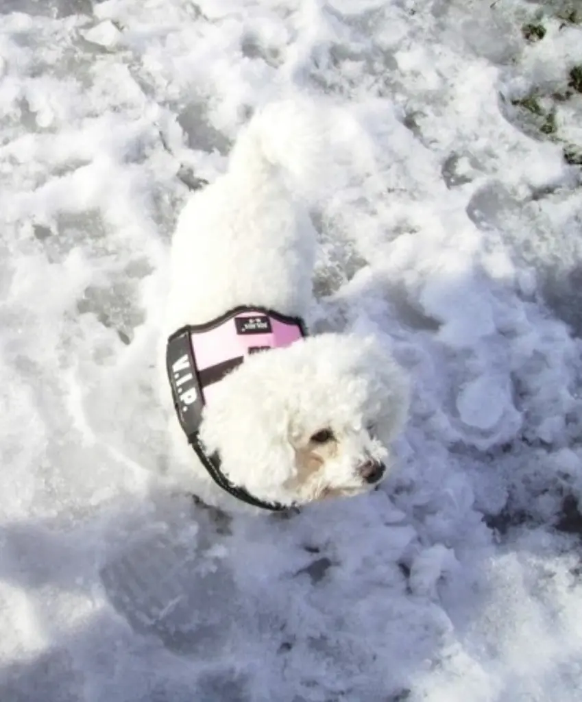 Condolence image of Snowy ♡