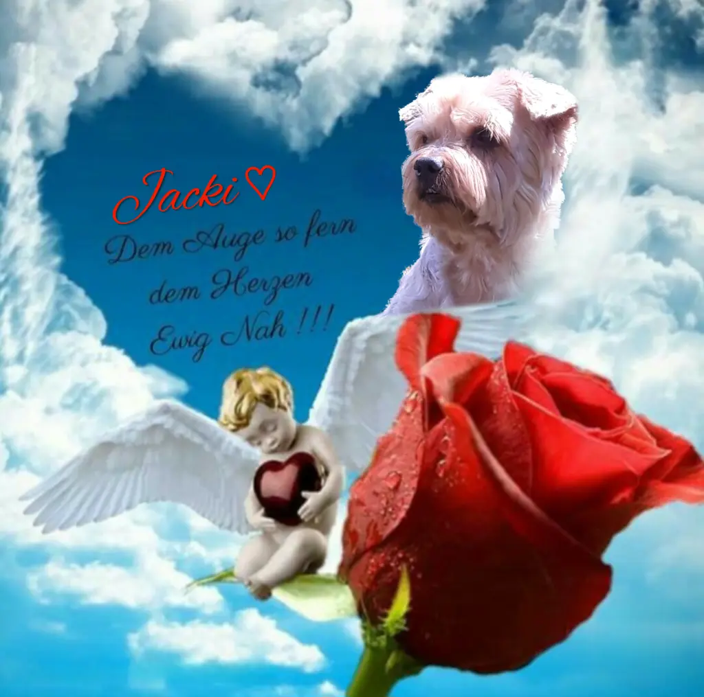 Condolence image of Sonntag,111 Wochen ohne Dich♥️ unser allerliebster Jacki♥️... 
