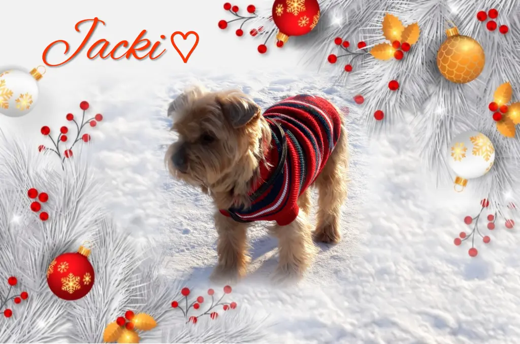 Condolence image of ⭐️Dobranoc nasz najdroższy Jackusiu♥️ 