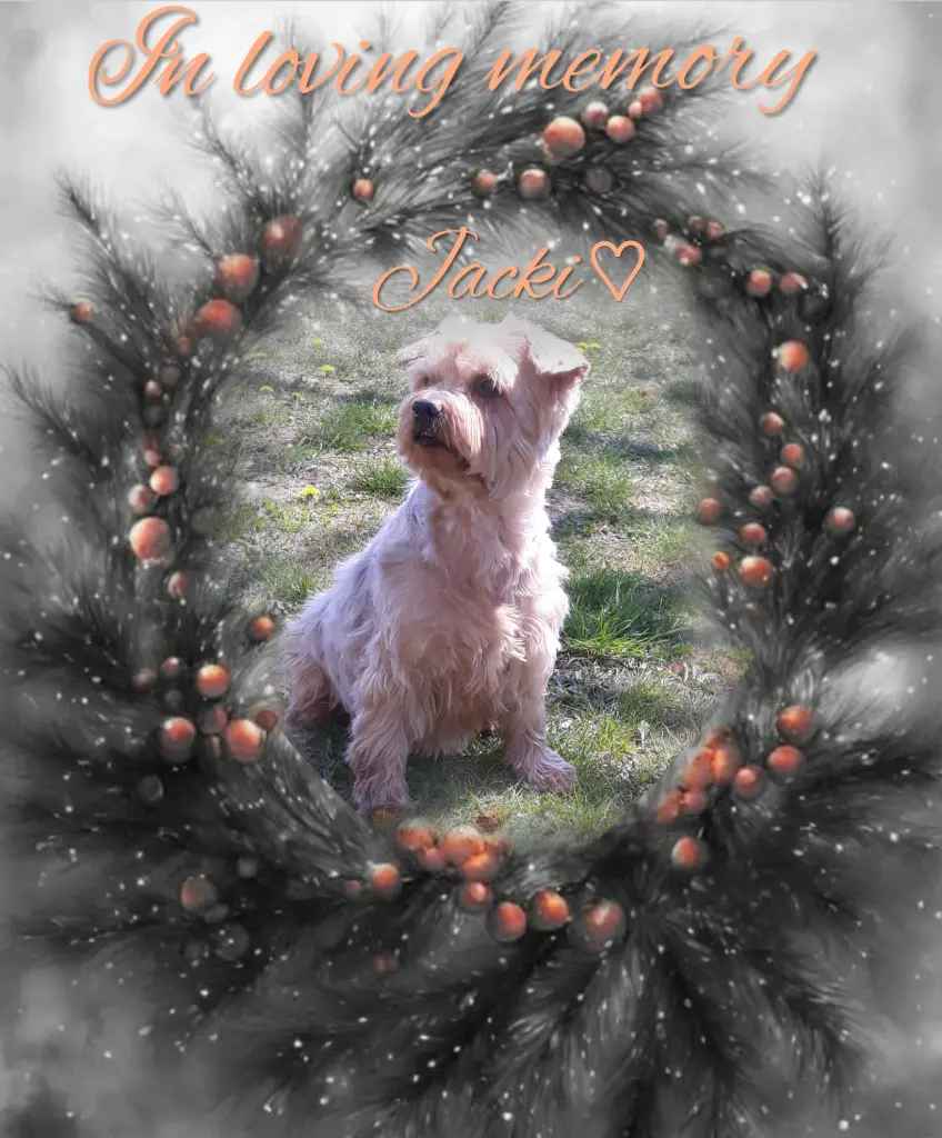 Condolence image of Sonntag,112 Wochen ohne Dich♥️ unser allerliebster Jacki♥️... 