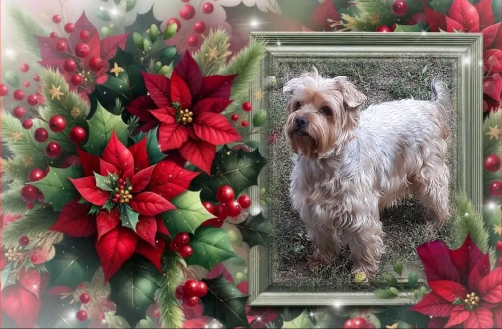 Condolence image of Sonntag,113 Wochen ohne Dich♥️ unser allerliebster Jacki♥️... 