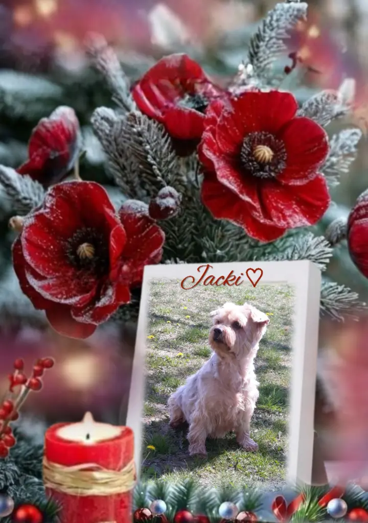 Condolence image of ⭐️Dobranoc nasz najdroższy Jackusiu♥️ 