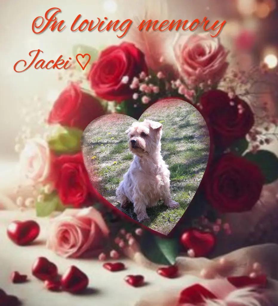 Condolence image of Sonntag,114 Wochen ohne Dich♥️ unser allerliebster Jacki♥️ 
