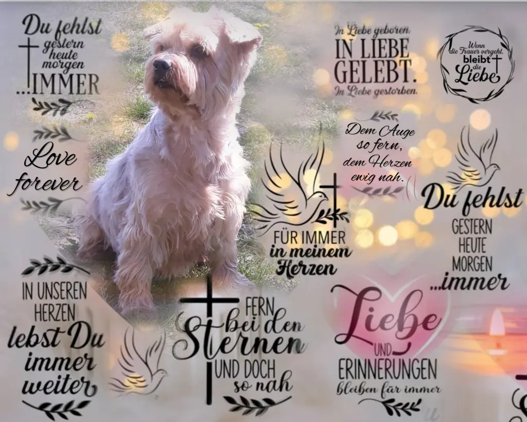 Condolence image of Sonntag,115 Wochen ohne Dich♥️ unser allerliebster Jacki♥️ 