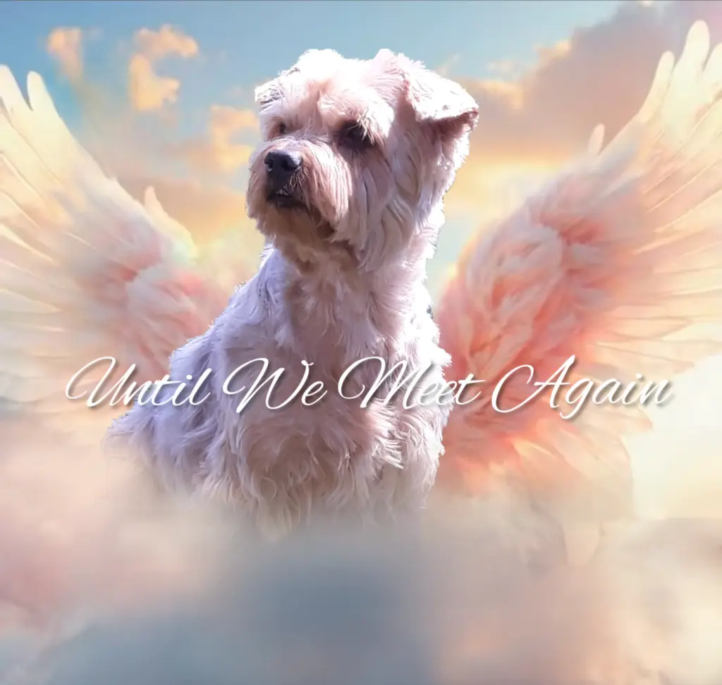 Condolence image of ⭐️Dobranoc nasz najdroższy Jackusiu♥️ 