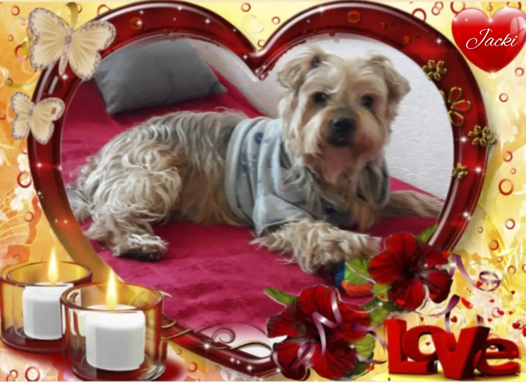 Condolence image of ⭐️Dobranoc nasz najdroższy Jackusiu♥️ 