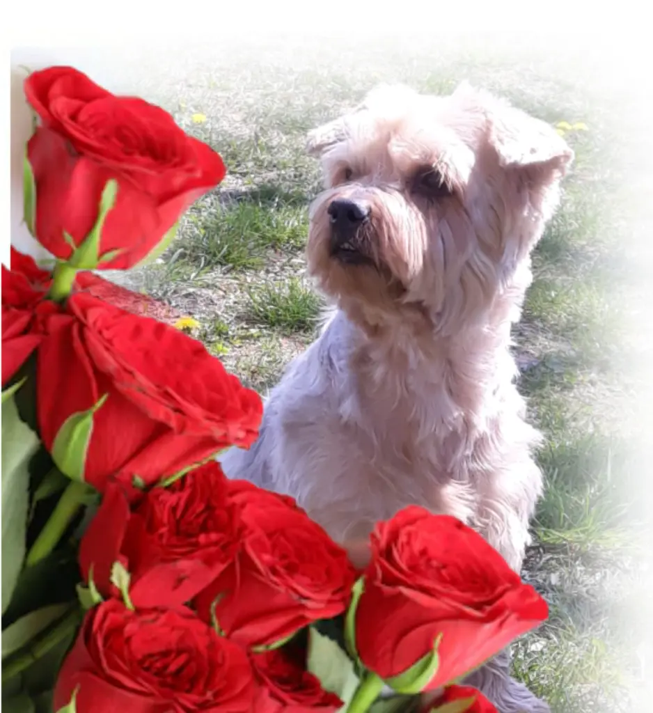 Condolence image of Ewa & Krzysztof 