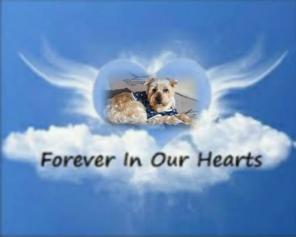 Condolence image of ⭐️Dobranoc nasz najdroższy Jackusiu♥️ 