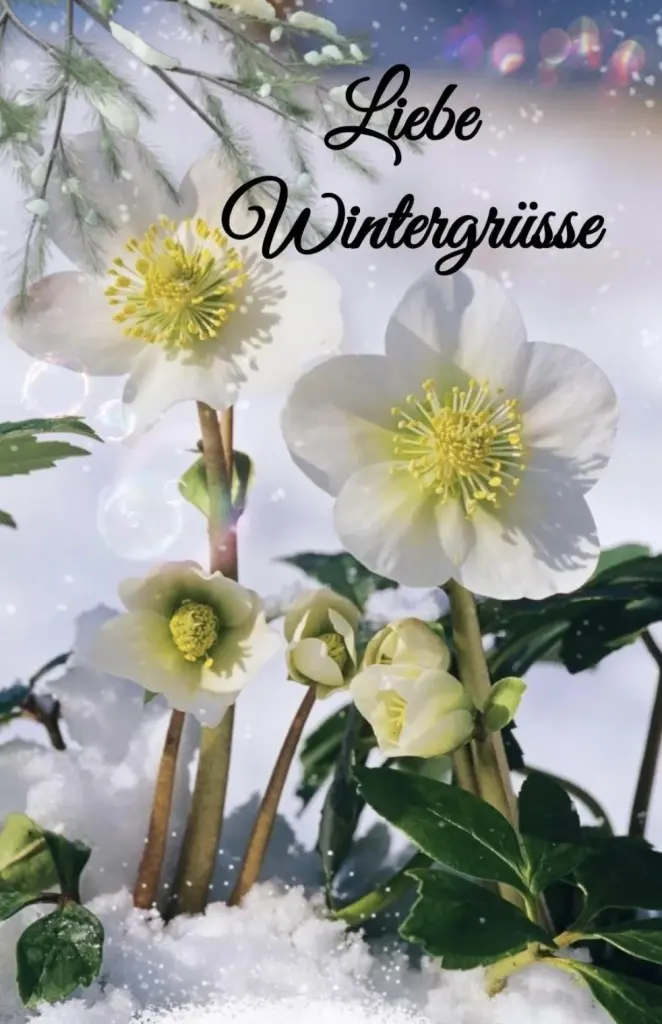 Condolence image of Wenke mit Lilli im❤️