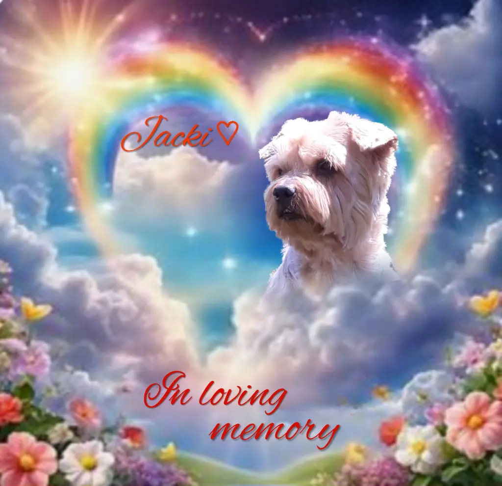 Condolence image of 27 Monate ohne Dich♥️ unser allerliebster Jacki♥️ 