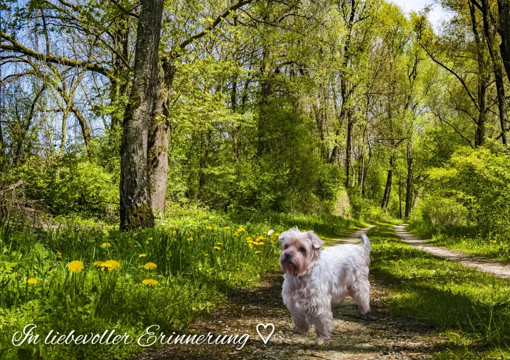 Condolence image of Jacki ❤️geliebt und unvergessen ❤️