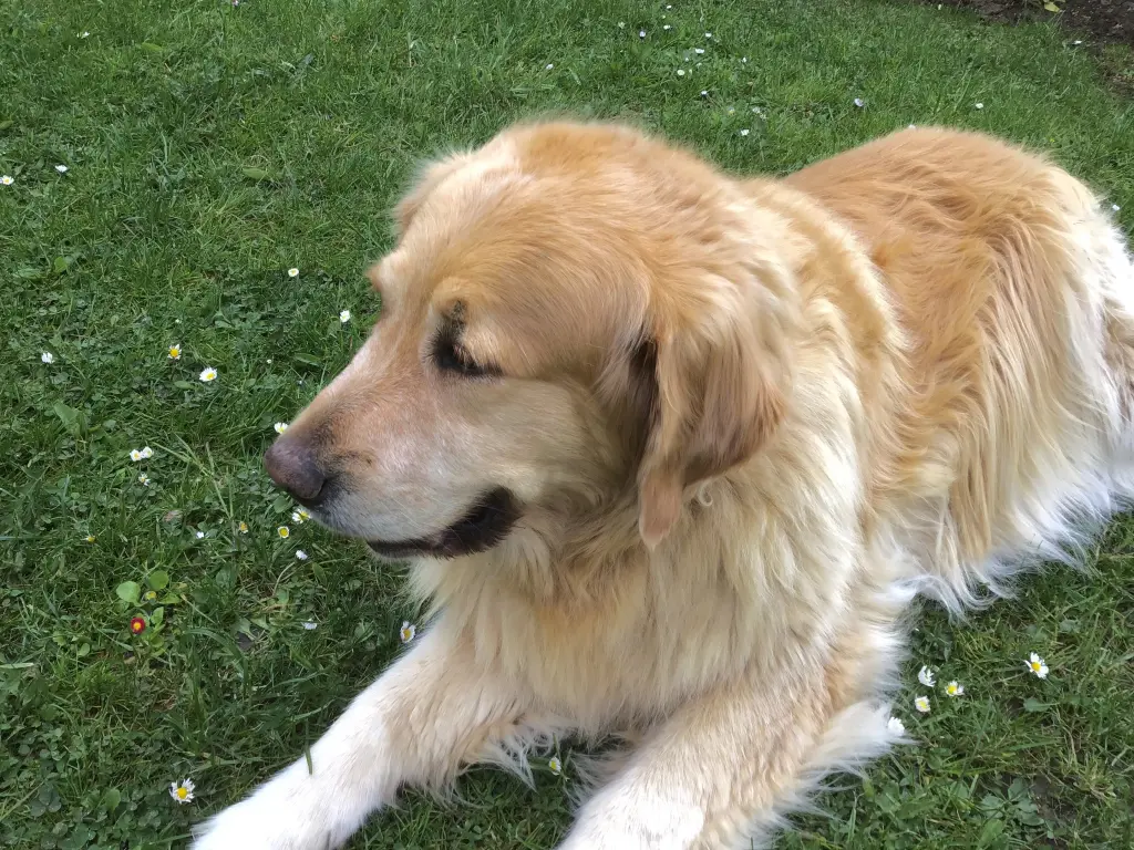 Condolence image of Angelika mit Luna ❤️