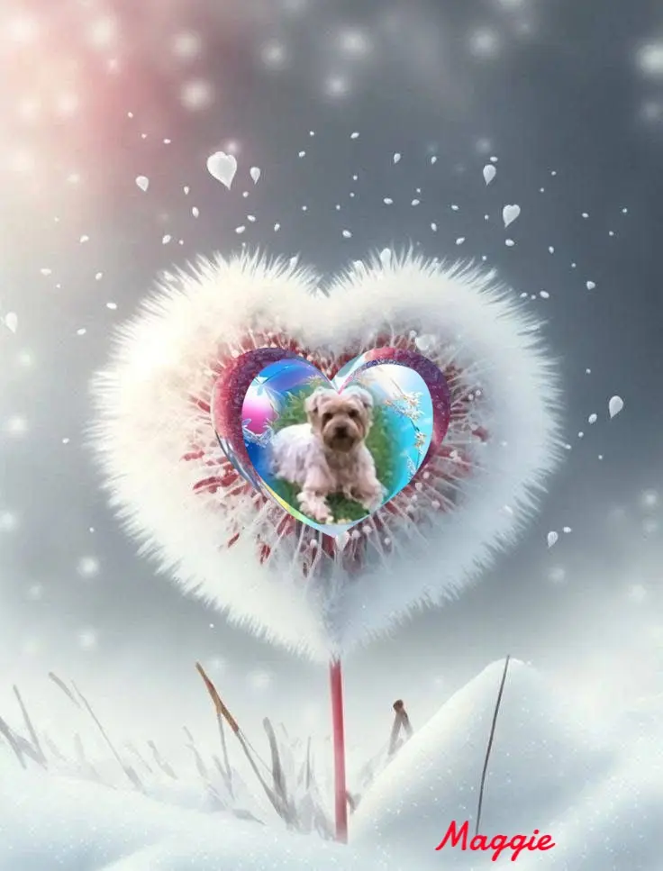 Condolence image of 118 Tygodni...Bez Ciebie❤️⭐️Jackusiu❤️⭐️...