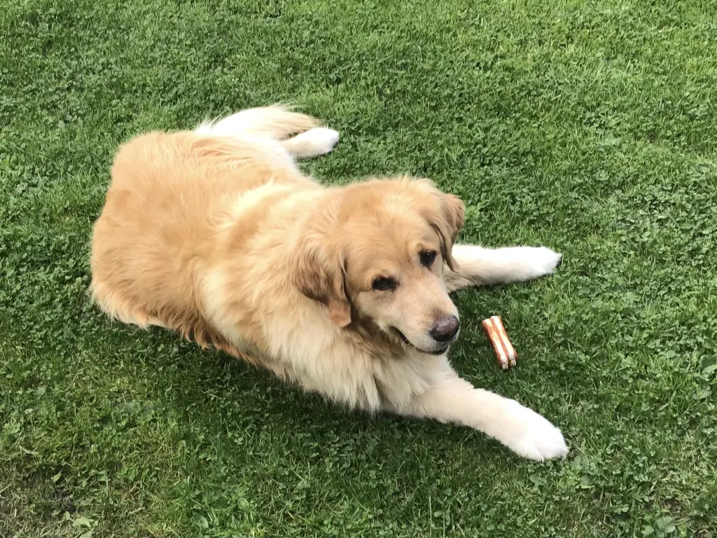 Condolence image of Angelika mit Luna ❤️