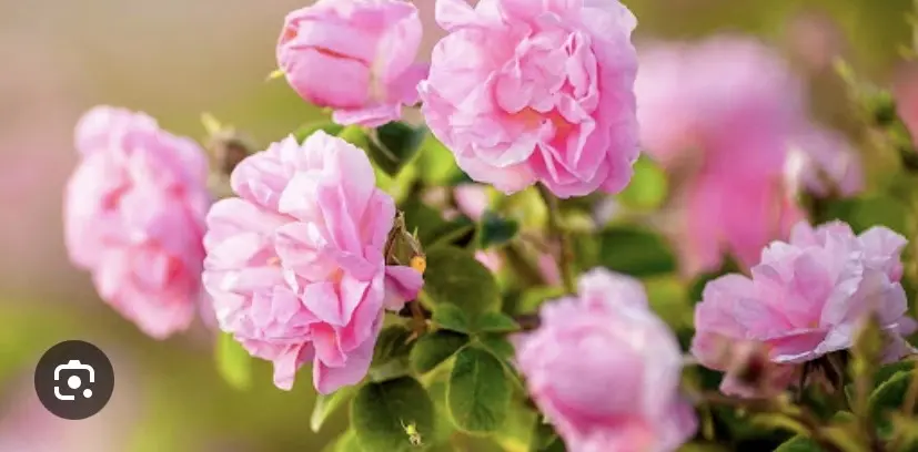 Condolence image of Wenke mit Lilli im❤️